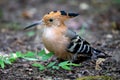 An endemic Madagascar hoopoe bird, with a colorful plumage