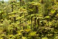Endemic New Zealand tree fern forest wilderness Royalty Free Stock Photo