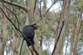 Endemic nilgiri langur semnopithecus johnii sitting on a branch