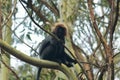 Endemic nilgiri langur semnopithecus johnii sitting on a branch