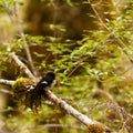 Endemic NZ bird Tomtit, Petroica macrocephala Royalty Free Stock Photo