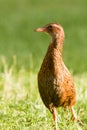 Endemic NZ bird Weka, Gallirallus australis