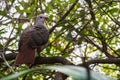 Endemic Pink Pigeon Nesoenas mayeri on Ile aux Aigrettes, Mauritius Royalty Free Stock Photo