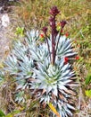 Endemic plant from Mount Roraima