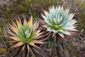 Endemic Plant Orectanthe Sceptum - Xirydaceae