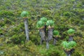 Mt Kilimanjaro scenery, Tanzania, Africa