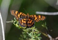 Beutiful black and orange Butterfly