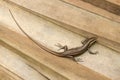 Endemic species also called seychelles skink or Mabuya Royalty Free Stock Photo