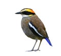 Endemic species to Thailand with most wanted bird on the wish list of wildlife photographer, female malayan banded pitta