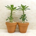 Two dorstenia gigas with green leaves