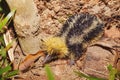 Endemic Tailless Tenrec, Madagascar Wildlife