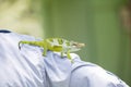 The Endemic & Threatened Usambara Two-horned Chameleon Kinyongia multituberculata in Tanzania Royalty Free Stock Photo