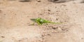 The Endemic & Threatened Usambara Two-horned Chameleon Kinyongia multituberculata in Tanzania
