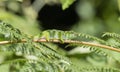 The Endemic & Threatened Usambara Two-horned Chameleon Kinyongia multituberculata in Tanzania Royalty Free Stock Photo