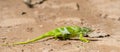 The Endemic & Threatened Usambara Two-horned Chameleon Kinyongia multituberculata in Tanzania Royalty Free Stock Photo