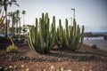 The endemic to the Canary Islands - Euphorbia canariensis.