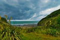 Endemic toetoe grass and black sand beach at Whitecliffs, North Island, New Zealand