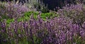 Endemic violet flower Alheli del Teide (Erysimum scoparium) in Teide national Park,Tenerife,Canary Islands,Spain.