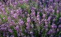 Endemic violet flowers Alheli del Teide (Erysimum scoparium) in Teide national Park,Tenerife,Canary Islands,Spain.