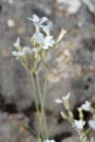 Endemic white flower