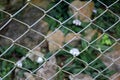 Endemic white orchids in the cage.