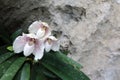 Endemic white orchids in the garden,Species name Ang-thong lady slipper