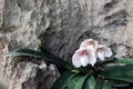 Endemic white orchids in the garden,Species name Ang-thong lady slipper