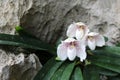 Endemic white orchids in the garden,Species name Ang-thong lady slipper