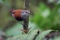 Endemic wren perched on a vertical branch with moss Royalty Free Stock Photo