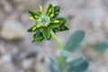 Endemism Rudilla verde baza - Haplophyllum bastetanum