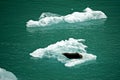 Endicott Arm, Alaska: A lone seal resting on an iceberg