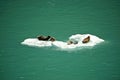 Endicott Arm, Alaska: Seals resting on an iceberg Royalty Free Stock Photo