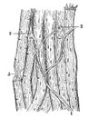 Endings of the nerve fibers in the striated muscles.