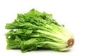 Endive Royalty Free Stock Photo