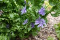 endive cultivation. planting escarole in the backyard garden.escarole flower. purple flower for seeds