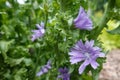 endive cultivation. planting escarole in the backyard garden.escarole flower. purple flower for seeds