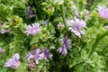 endive cultivation. planting escarole in the backyard garden.escarole flower. purple flower for seeds