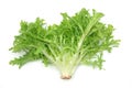 Endive leaves Royalty Free Stock Photo