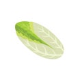 Endive lettuce isolated element. Healthy chicory food print