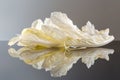 Endive lettuce isolated on white background. Fresh green salad leaves from garden Royalty Free Stock Photo