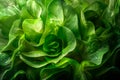 Endive lettuce isolated on white background. Fresh green salad leaves from garden Royalty Free Stock Photo