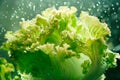 Endive lettuce isolated on white background. Fresh green salad leaves from garden Royalty Free Stock Photo