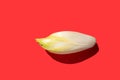 Endive. salad chicory, red background Royalty Free Stock Photo