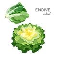 Endive salad fresh organic vegetarian vegetable vector illustration Royalty Free Stock Photo