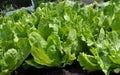 Endive in vegetable garden