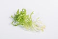 Endive on white background