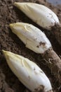 Endives /Chicory Grown in soil