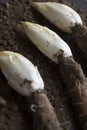 Endives /Chicory Grown in soil