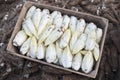 Endives /Chicory Grown in soil Royalty Free Stock Photo