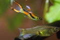 Endler guppy, Poecilia wingei, freshwater aquarium fish, laguna Campoma male courtship female, biotope aquarium Royalty Free Stock Photo